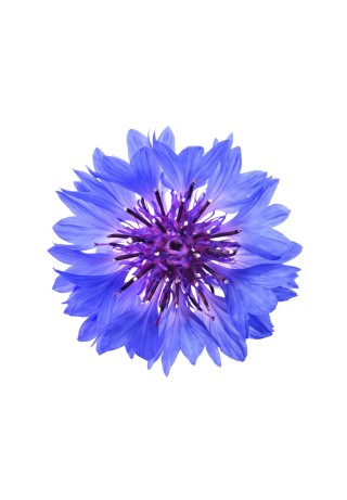 Centaurée