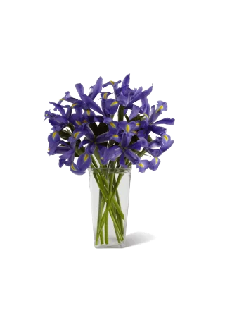 Fleur Iris