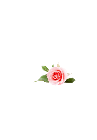 Rose de Damas