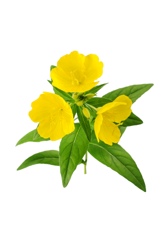 Fleur Onagre