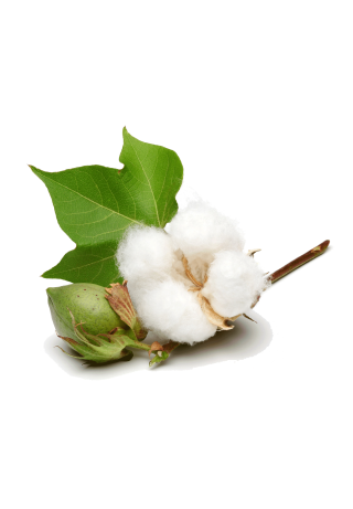 Coton