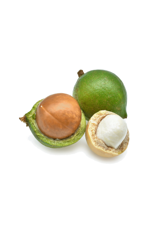 Graine de Macadamia