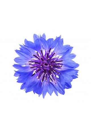 Fleur bleuet