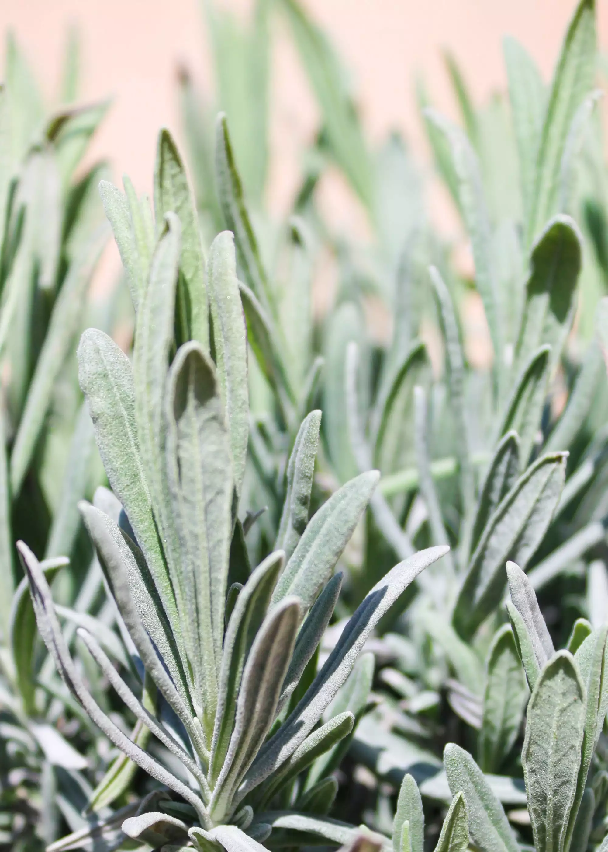 La sauge - Tout sur la sauge (Salvia officinalis), ses origines, ses  propriétés et son utilisation en cuisine