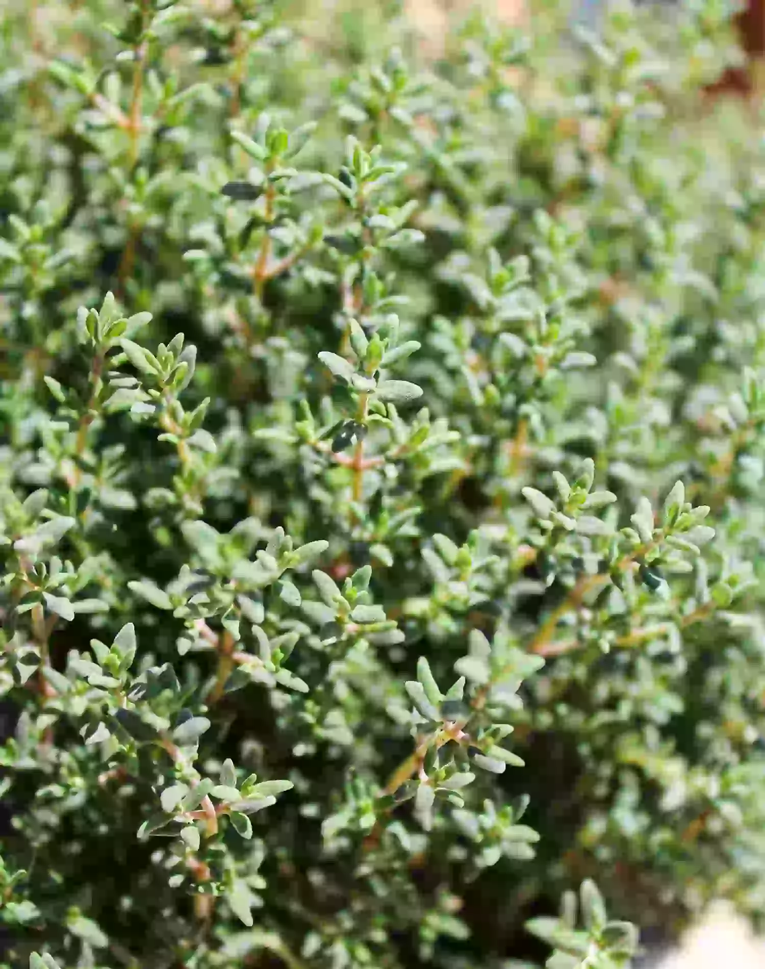 Le Thym en cosmétique bio  Origines, bienfaits peau et cheveux