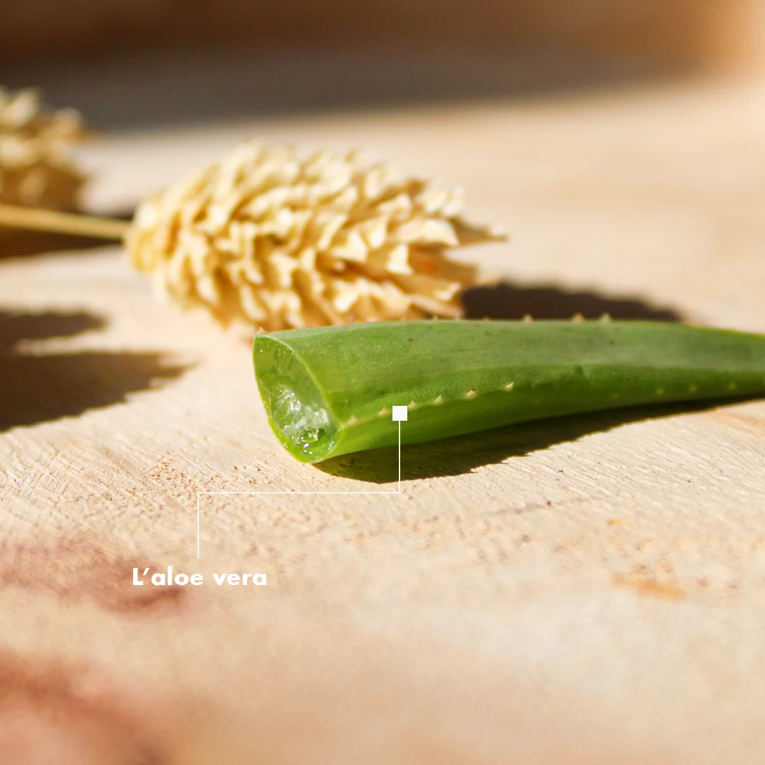 Aloe vera