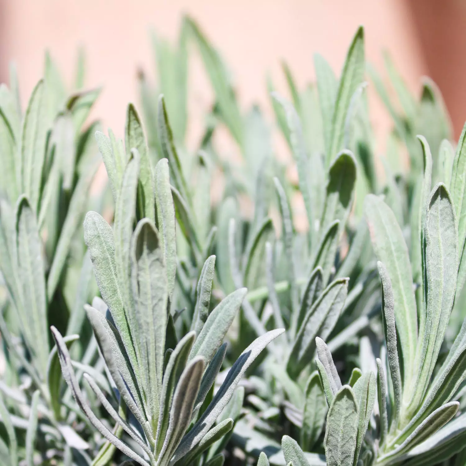 Sauge officinale : ses utilisations - Digestion, peau et féminité.