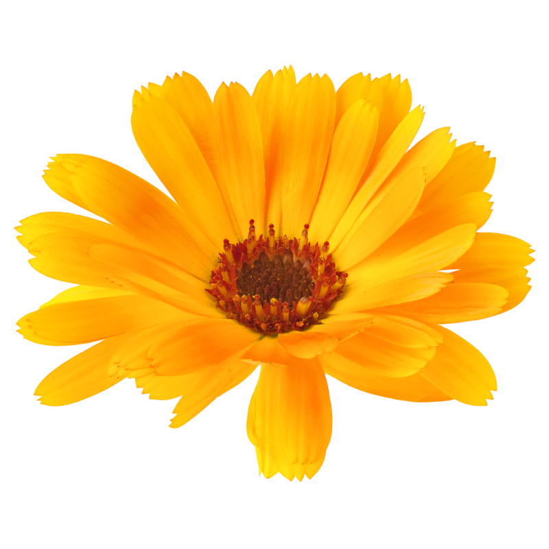 Calendula