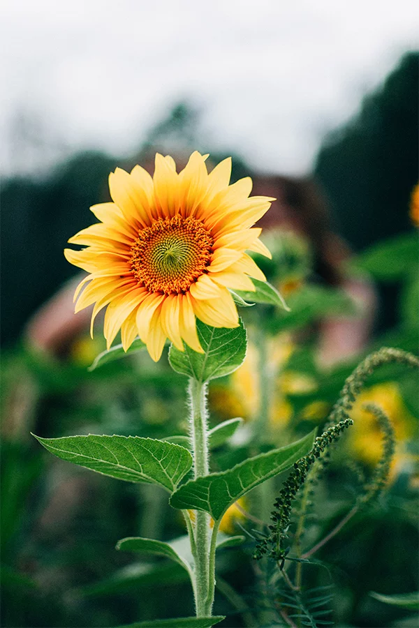 Bienfaits de l'huile de tournesol